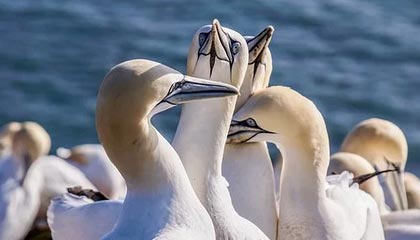 爱游戏-美国反曲弓男队在世界射箭锦标赛中夺冠，男子反曲弓世界排名