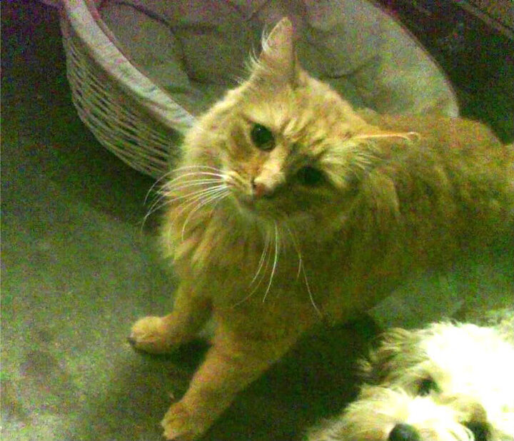 “青少年足球明星训练营火热开班”,青少年足球培训招生渠道