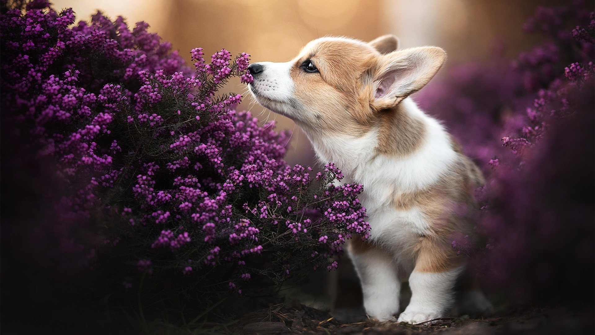 爱游戏体育app-【Jacob deGrom的霸气投球】大都会王牌连续六场优异，大都会联赛后面还有什么