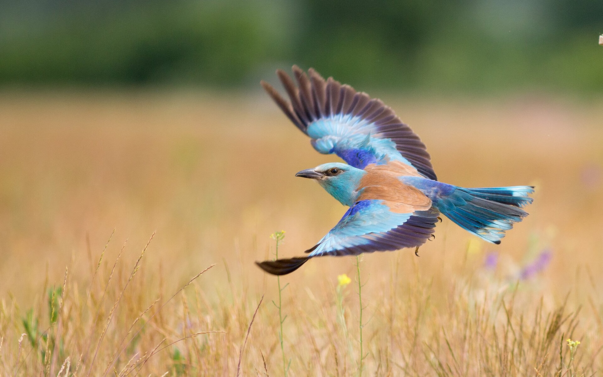 爱游戏体育官方网站-中国足球商业化进程加快赞助商持续增长，中国足球商业化什么时候开始的