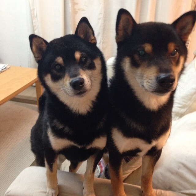 法甲快节奏,教练点评战术变革,法甲介绍