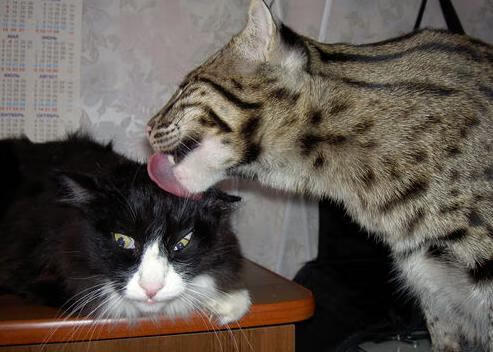 爱游戏app下载-维尼修斯连续4场助攻，皇马锋线火力全开