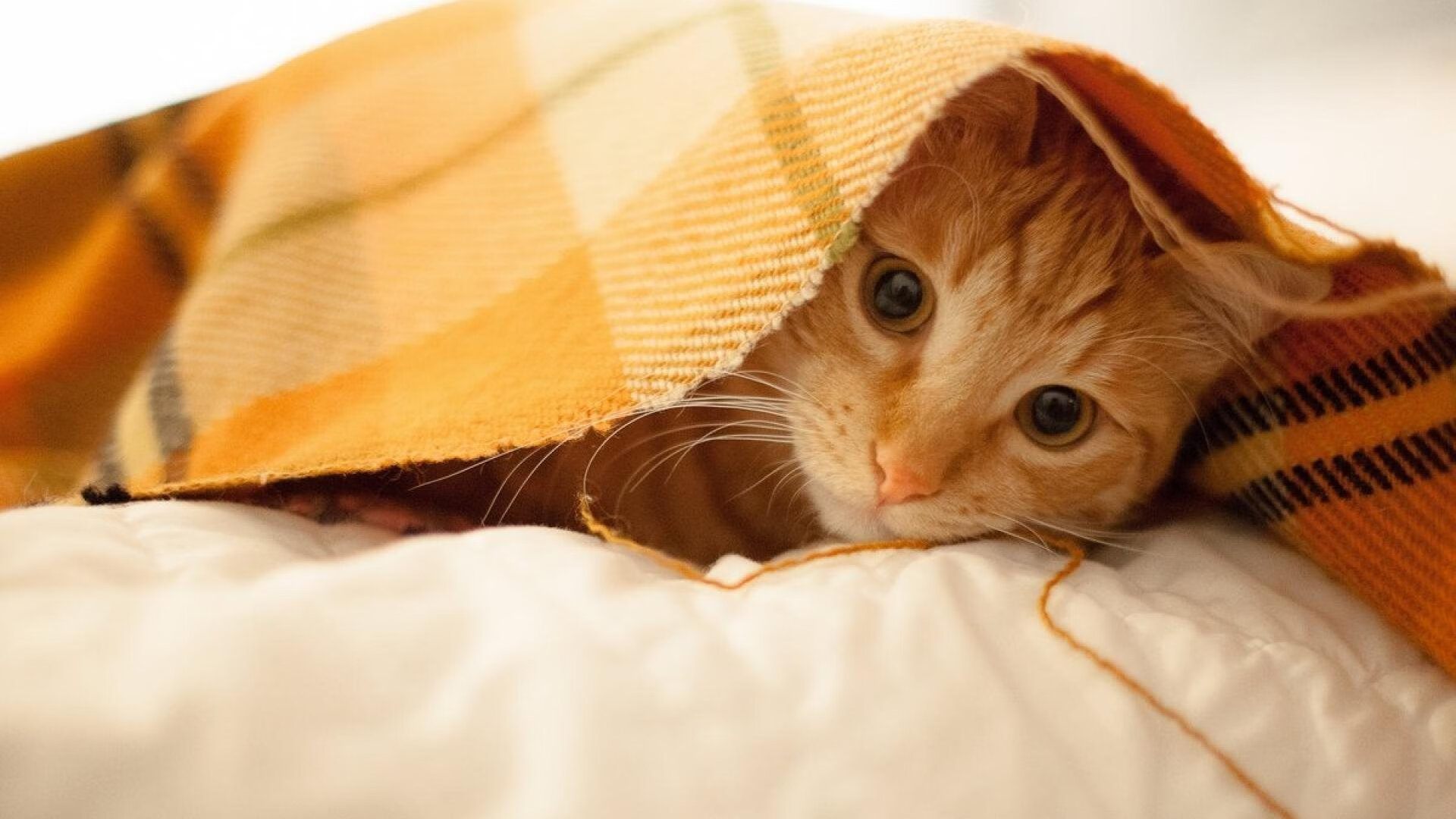 爱游戏娱乐-足球明星的平凡日常：他们会做哪些小事？，足球明星有哪一些