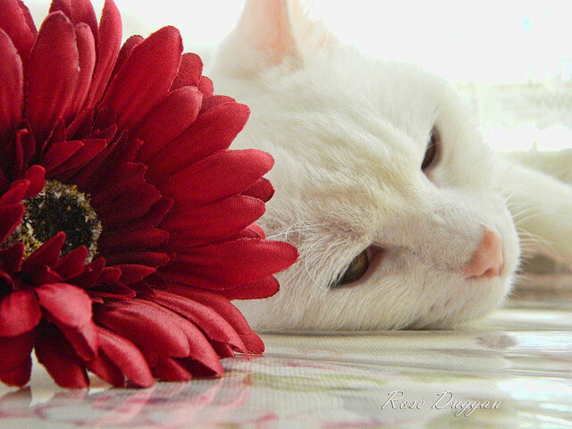 RNG阵容深度不断增强,rng阵容深度不断增强什么意思