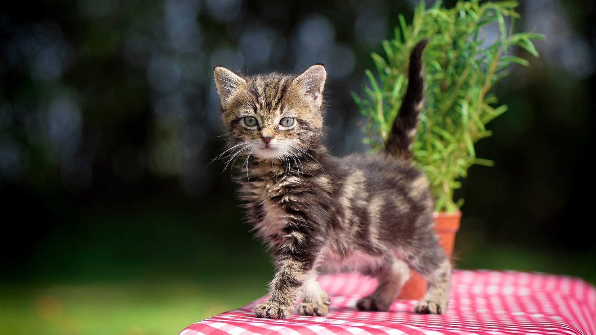 爱游戏综合娱乐-体育球队多名球员入选国家队，体育球队多名球员入选国家队怎么办