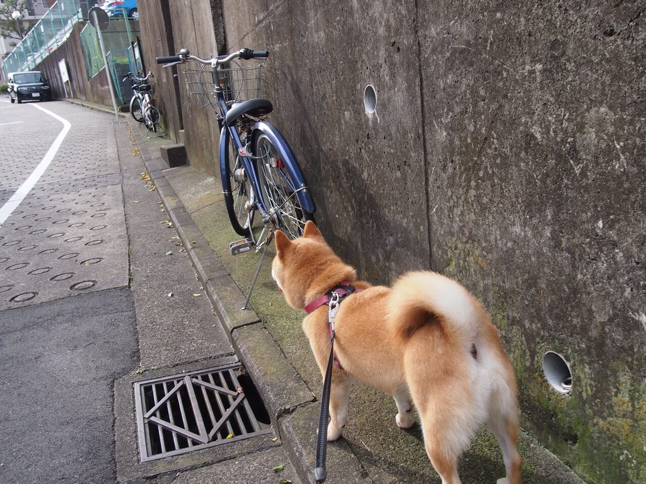 国家队训练基地建设,中国队训练基地