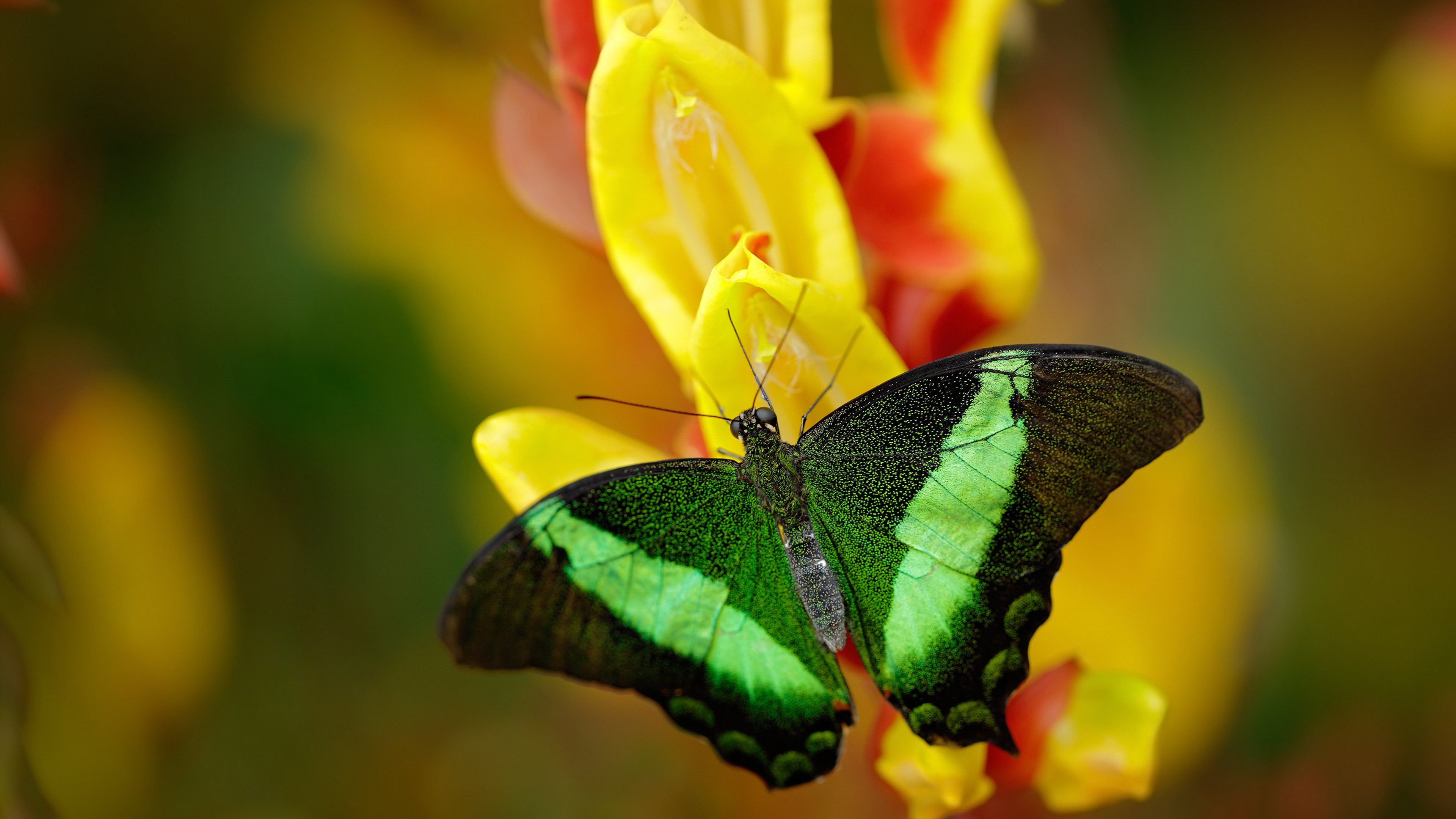 独立队主场战胜河床豪取阿根廷超级联赛榜首,阿根廷甲级联赛河床