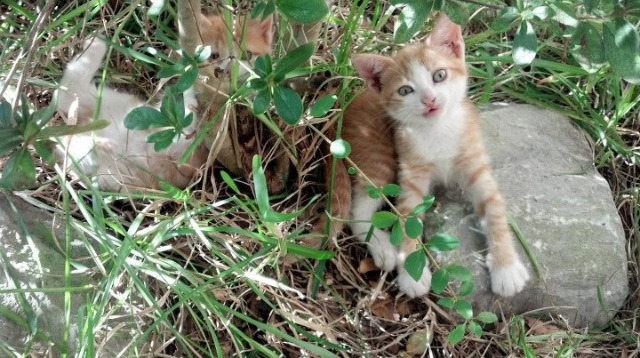 爱游戏下载-电竞职业选手营养科学指导与体能训练结合实践探索，电竞选手职业素养