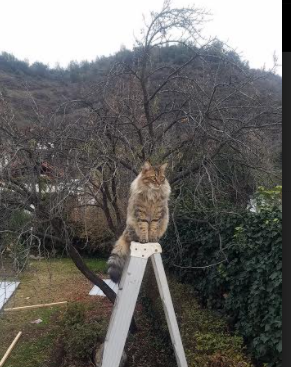 电竞战队财务管理体系建设及多样化盈利模式分析,电竞俱乐部财务分析