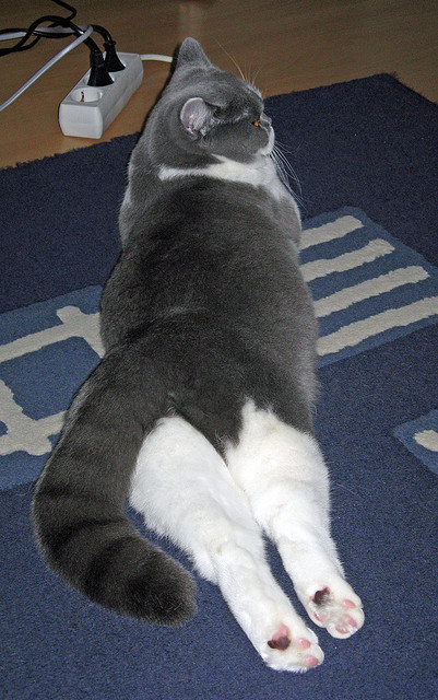 美国队在巴黎奥运会比赛中展现出强大的个人突破能力,巴西奥运会美国队