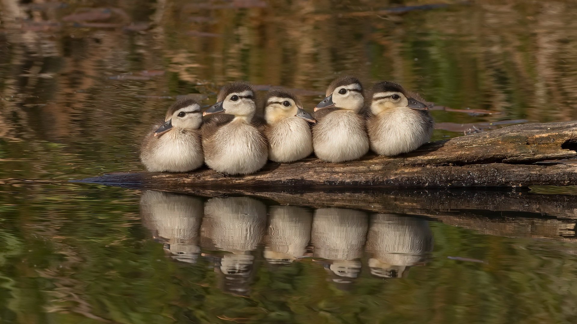 雄鹿主场战胜篮网,字母哥表现出色,雄鹿担心字母哥伤势