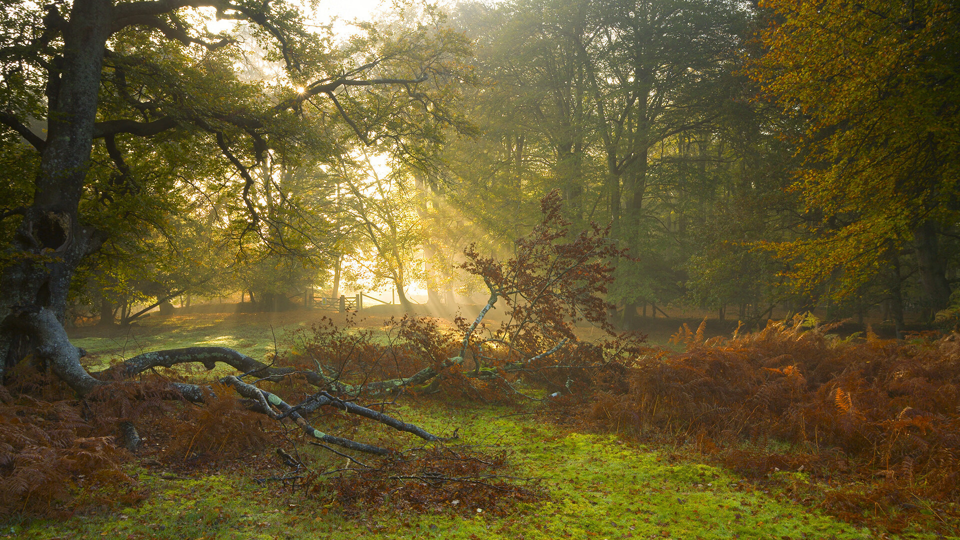 NBA球员伤病康复最新技术研究,nba伤病最严重的球员视频