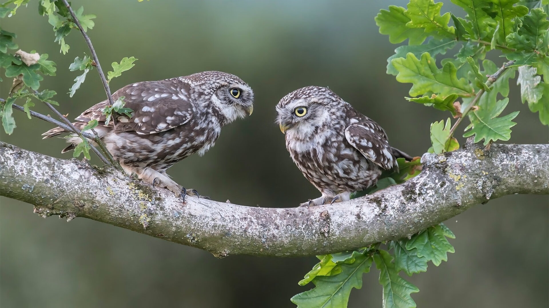 NBA球队赛事组织安全风险评估与管理,nba球队分析