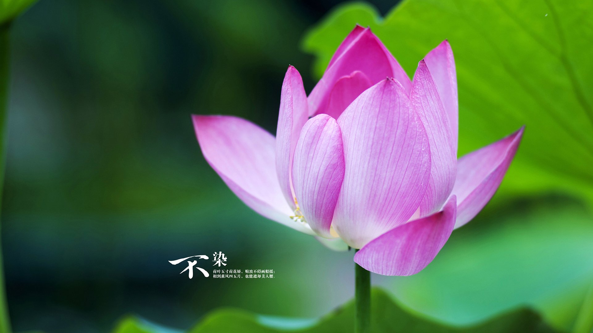 张雨霏二棒表现点燃全场,张雨霏连游两场