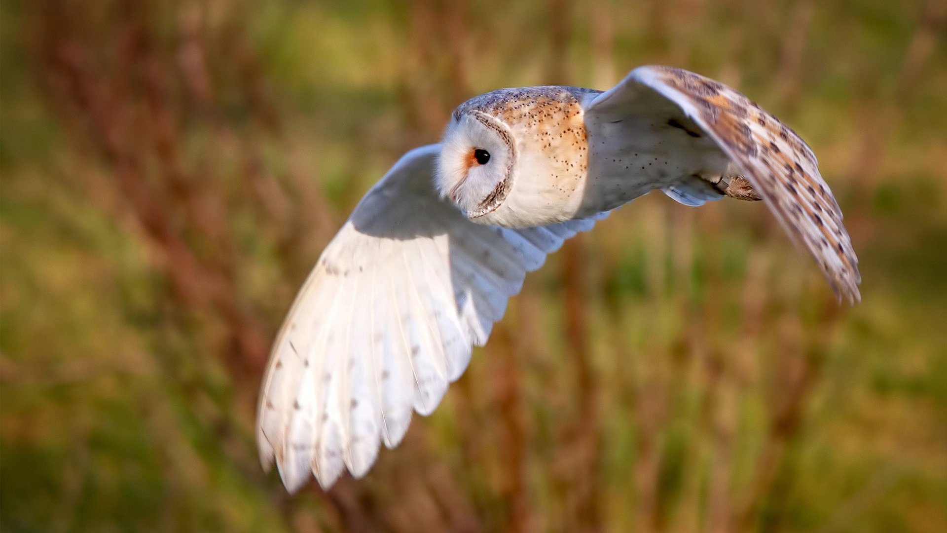 爱游戏在线登录入口-自由式滑雪训练技术不断创新，自由式滑雪简单介绍