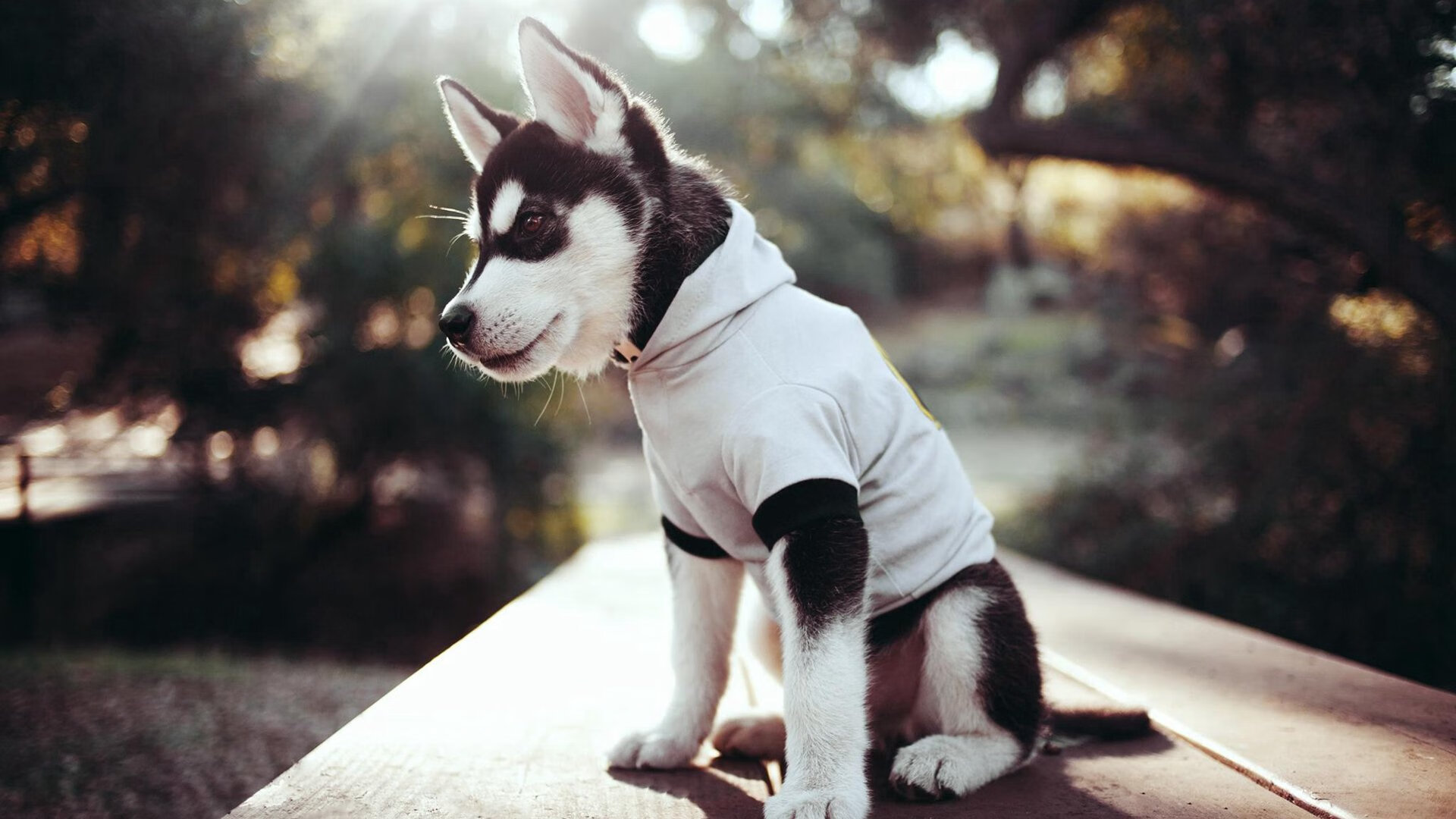 爱游戏app下载-高压防守体系如何压制超级得分手，高压球是对付对方什么时运用的战术